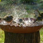 Bird Baths