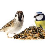 Bird Food & Treats