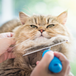 Cat Grooming