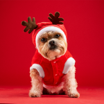 Christmas Pet Clothing