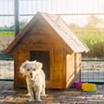 Dog Door Flaps & Kennels