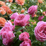 Garden Roses