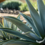 Hardy Plants