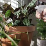 Indoor Plant Care