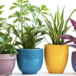 Indoor Plant Pots