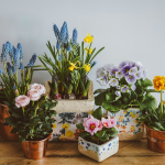 Indoor Pots & Planters