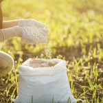 Lawn Feed & Seed