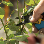 Pruners, Secateurs & Shears