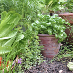 Vegetable Plants