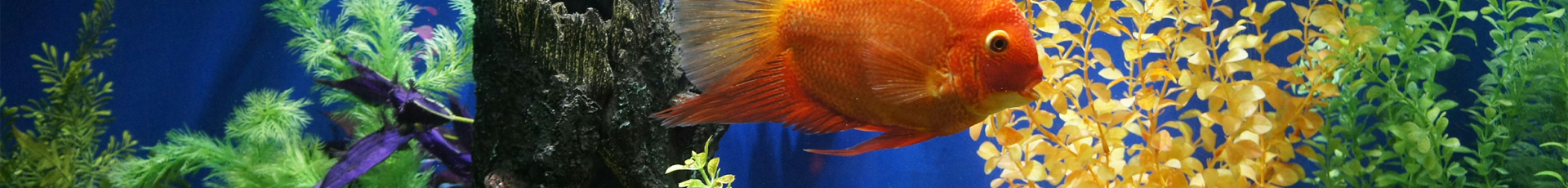 Aquarium Treatments & Fish Healthcare