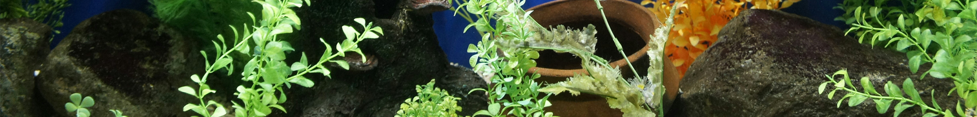 Aquarium Plants