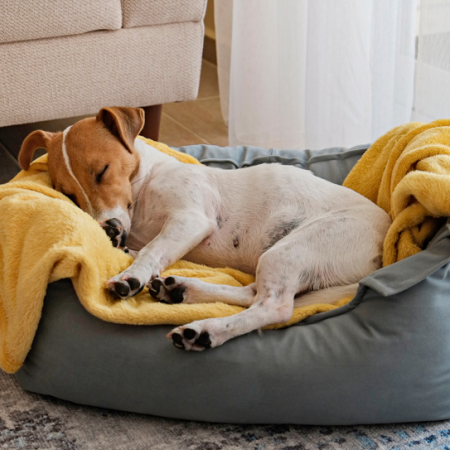 Dog Beds & Blankets