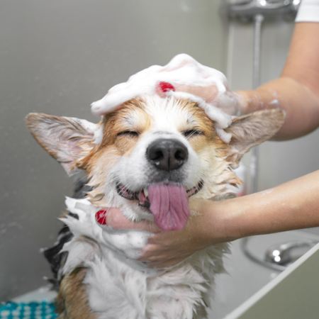 Dog Grooming