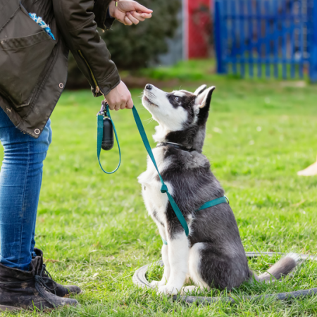 Dog Training