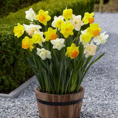 1.5Kg Daffodil Mixed Bulbs