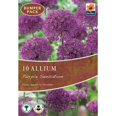 Allium Purple Sensation