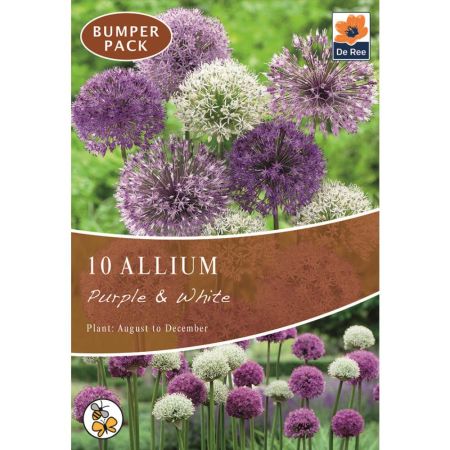 Allium Purple & White