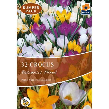 Crocus Botanical Mixed