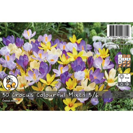 Crocus Colourful Mixed