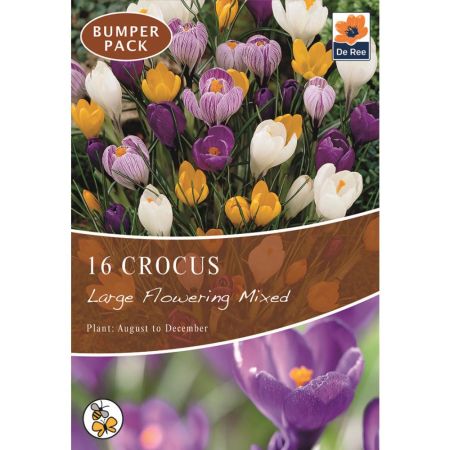 Crocus Large Flowering Mixed