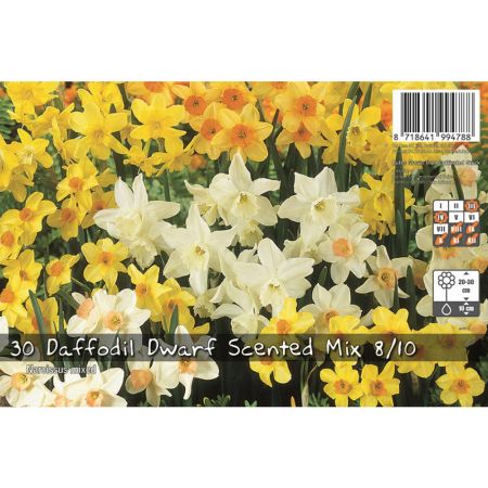 Dwarf Daffodil Scented Mixed