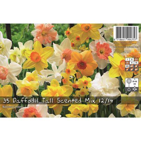 Daffodil Tall Scented Mixed