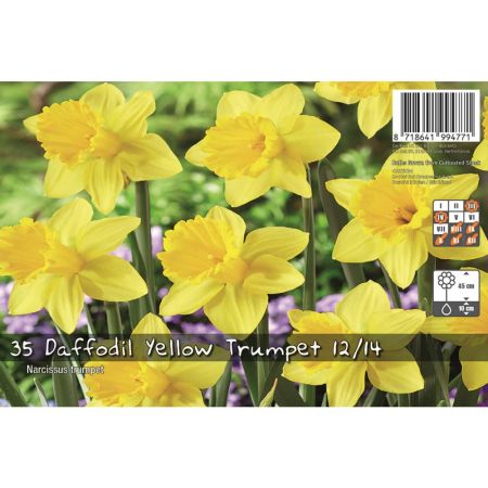 Daffodil Yellow Trumpet