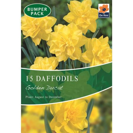 Daffodils Golden Ducat