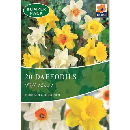 Daffodils Tall Mixed