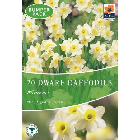 Dwarf Daffodils Minnow