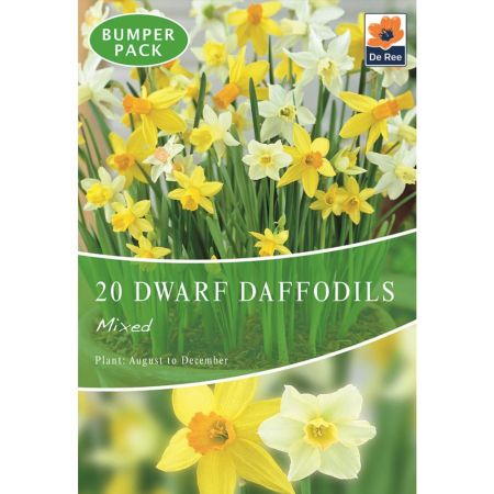 Dwarf Daffodils Mixed