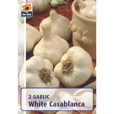 Garlic White Casablanca