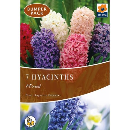 Hyacinths Mixed