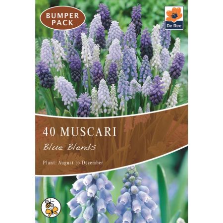 Muscari Blue Blends