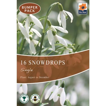 Snowdrops Single