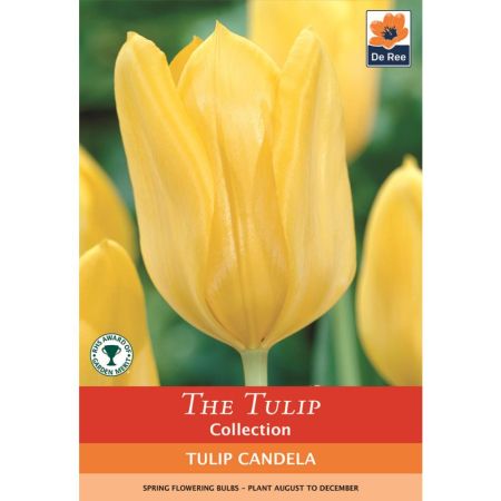 Tulip Candela 