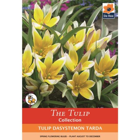 Tulip Dasystemon Tarda 