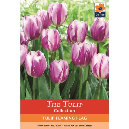 Tulip Flaming Flag