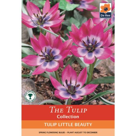 Tulip Little Beauty