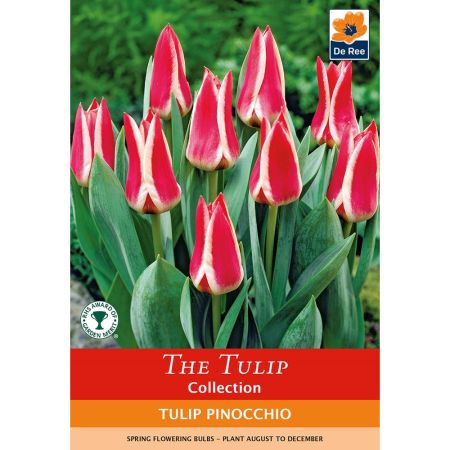 Tulip Pinocchio 