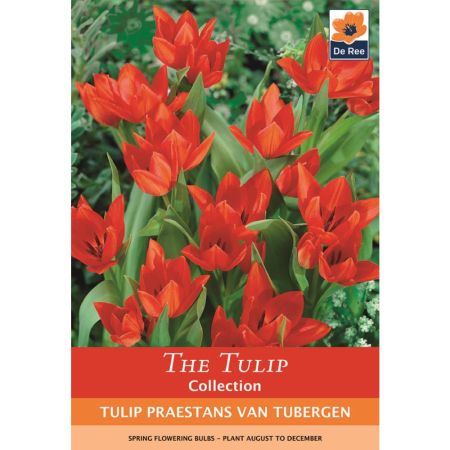 Tulip Praestans Van Tubergen 