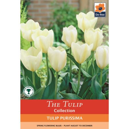 Tulip Purissima  