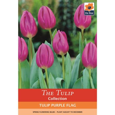 Tulip Purple Flag