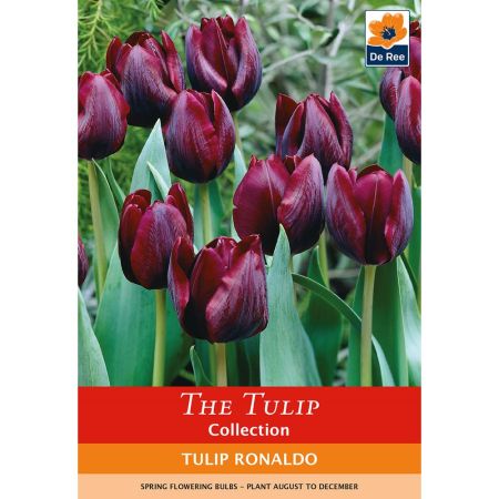 Tulip Ronaldo