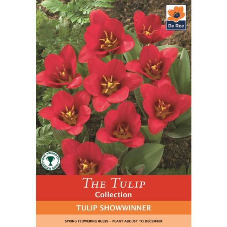 Tulip Showwinner  