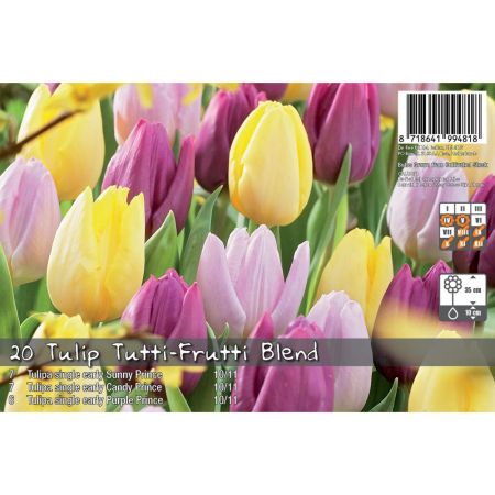 Tulip Tutti Frutti Blend