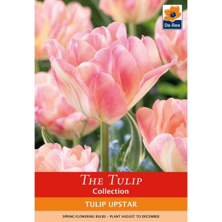 Tulip Upstar 