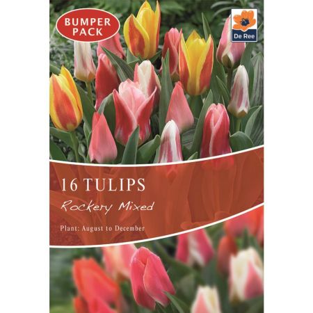 Tulips Rockery Mixed