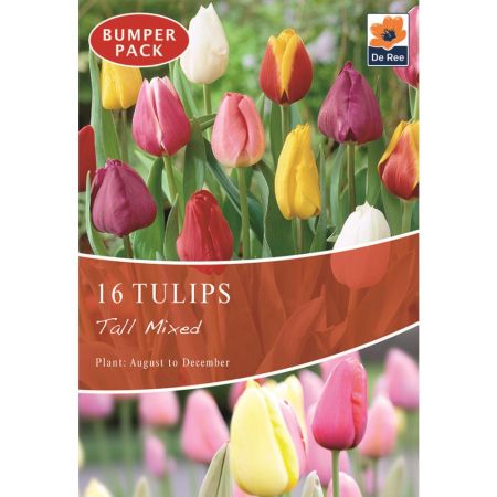 Tulips Tall Mixed