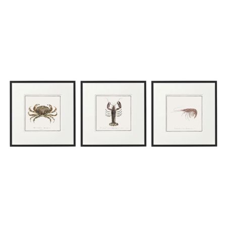 Framed Crustacean Art